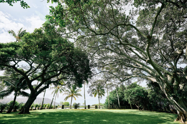 大樹の木陰が広がるマウロアガーデンの芝生エリア｜ハワイの完全貸切プライベートガーデンのロケーション